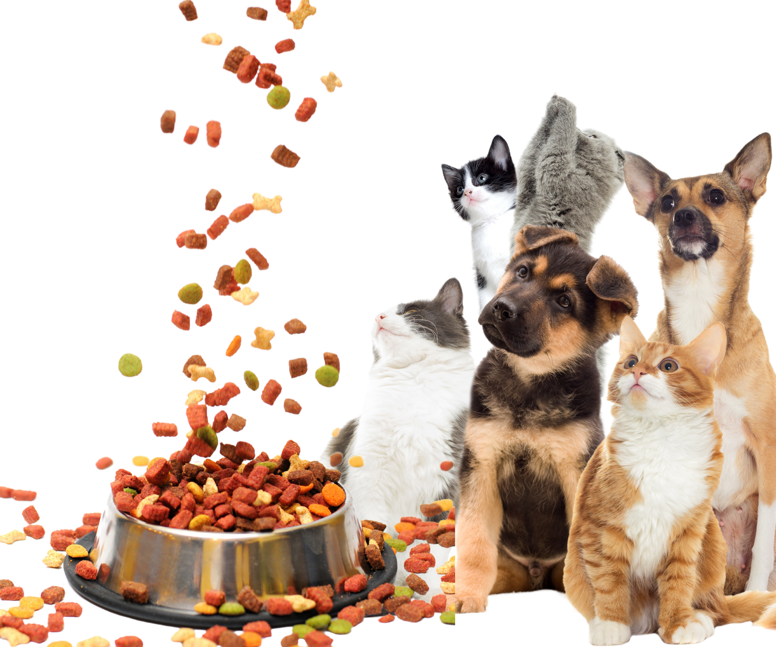 Our Range: Premium Pet Products & Housing